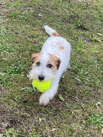 Jack Russell terrier