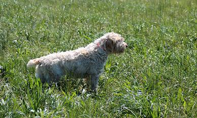 Spinone Italiano da caccia