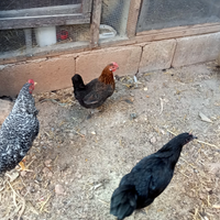 Gallina nana mugellese