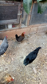 Gallina nana mugellese