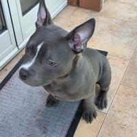 American Bully Pocket pedigree ABKC