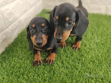 Bassotto con pedigree