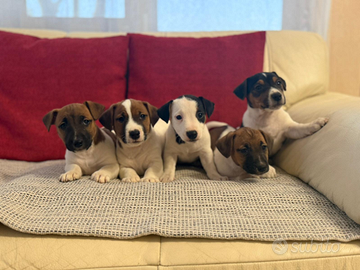 Cuccioli Jack Russell Terrier