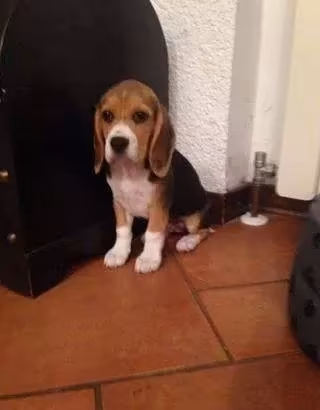 Beagle