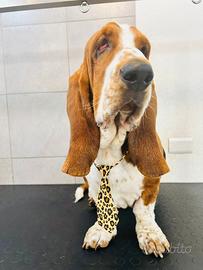 Basset hound per monta