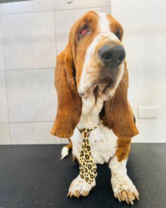Basset hound per monta
