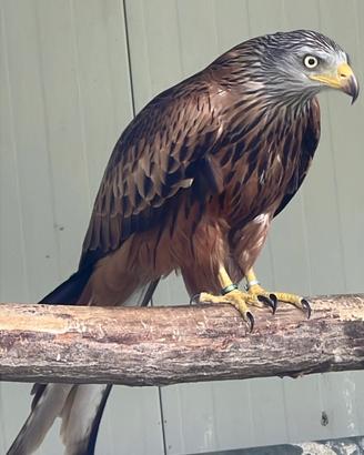 Nibbio reale con CITES - rapace - Milvus milvus