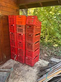 Cassette per vendemmia