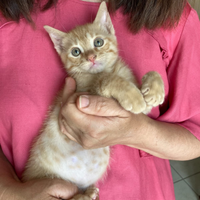 Mufasa il Re del tuo Cuore