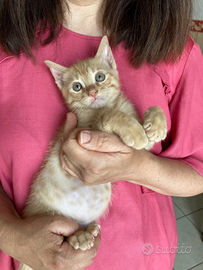 Mufasa il Re del tuo Cuore