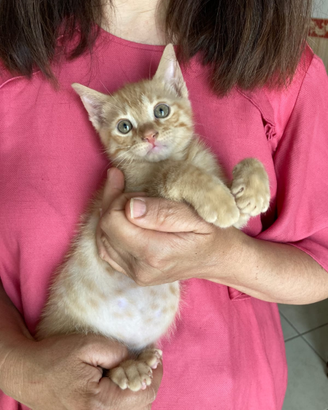 Mufasa il Re del tuo Cuore