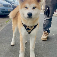 Aki cucciolo di 5 mesi di akita Inu gia abituato