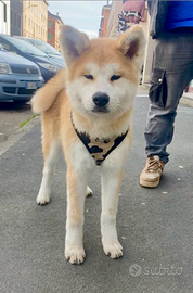 Aki cucciolo di 5 mesi di akita Inu gia abituato
