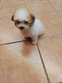 tre cagnoline maltipo di  due mesi  