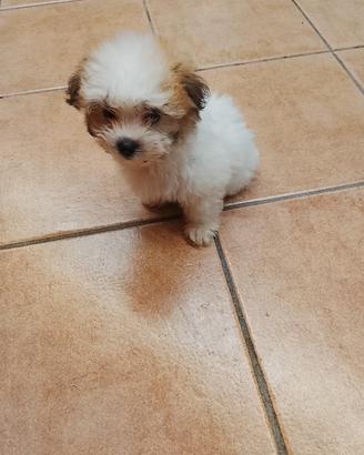 tre cagnoline maltipo di  due mesi  