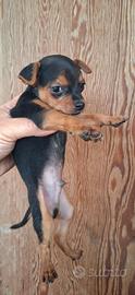 Pincher/chihuahua mini toy