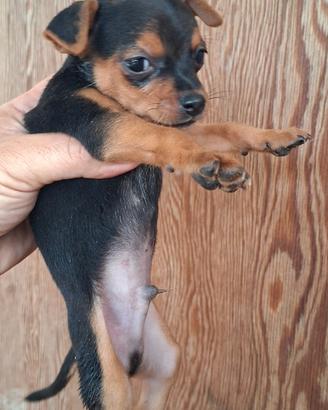 Pincher/chihuahua mini toy