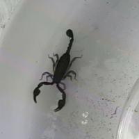 Scorpioni (Euscorpius italicus Herbst, 1800)