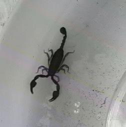 Scorpioni (Euscorpius italicus Herbst, 1800)