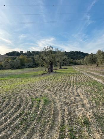 Terreno a Bernalda