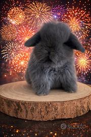 Coniglio Minilop Ariete