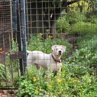 Dogo Argentino Femmina