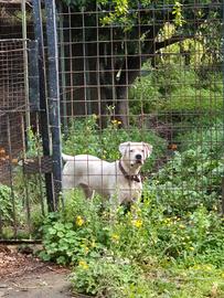 Dogo Argentino Femmina
