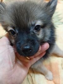 Cuccioli di volpino italiano