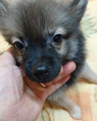 Cuccioli di volpino italiano
