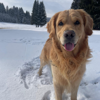 Golden retriever maschio per accoppiamento