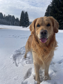 Golden retriever maschio per accoppiamento
