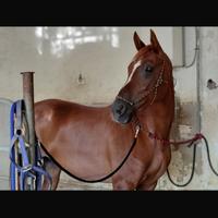 Cavalla hispano arabo