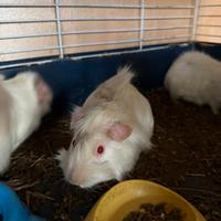 Porcellini d'india bianchi