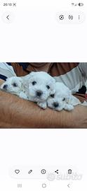 Cuccioli maltesi