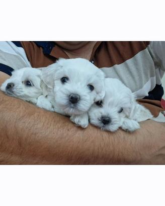 Cuccioli maltesi