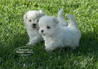 Maltesi cuccioli