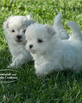 Maltesi cuccioli