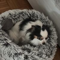 Chihuahua tricolore vuole casa