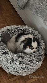 Chihuahua tricolore vuole casa