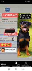 Femmina rottweiler