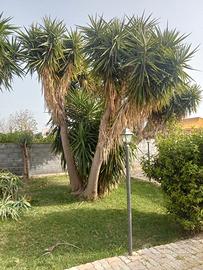 piante di yucca 
