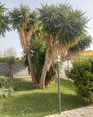 piante di yucca 