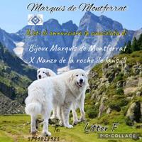 Cuccioli cane da montagna dei Pirenei