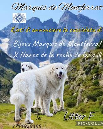 Cuccioli cane da montagna dei Pirenei