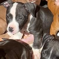 Cucciola di pitbull