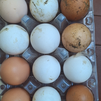 Uove di gallina allevate al aperto