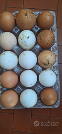 Uove di gallina allevate al aperto