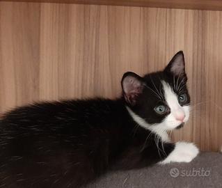 splendido cucciolo 