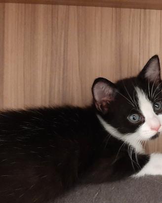 splendido cucciolo 