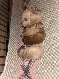 Cuccioli di barboncino